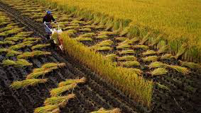 Colaboran  Vietnam y Japón en agricultura